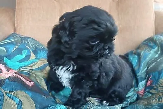 Czarna suczka Shih Tzu, Podkarpackie, Kolbuszowa
