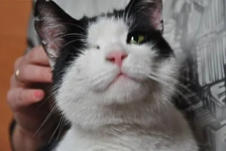 Greebo - przyszedł znikąd.... Adoptujesz?,  dolnoś