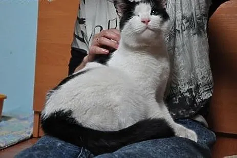 Greebo - przyszedł znikąd.... Adoptujesz?,  dolnoś