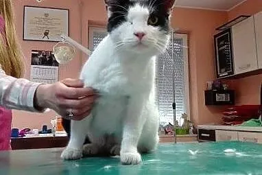 Greebo - przyszedł znikąd.... Adoptujesz?,  dolnoś