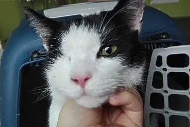 Greebo - przyszedł znikąd.... Adoptujesz?,  dolnoś