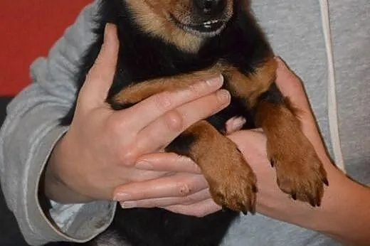 Grzeczny MIKROPSIAK Franio, łagodny NAKOLANKOWY maluch adopcja,  Kundelki cała Polska