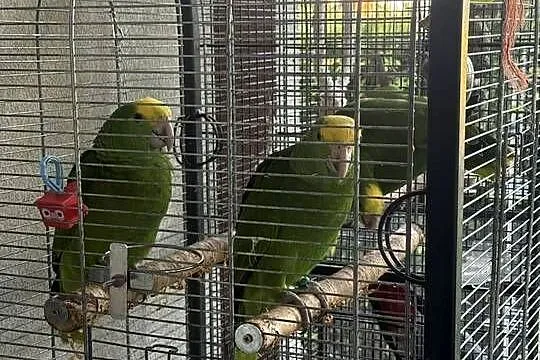 Papugi Amazonki Oratrix ręcznie karmione, Pomorskie, Gdańsk