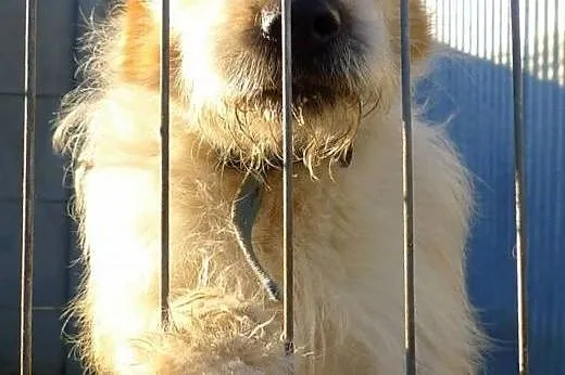 ZETKA &#8211;  młoda, mini sunia do ADOPCJI...