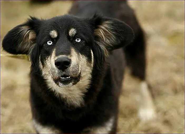 Madra - po gaelicku: pies :)