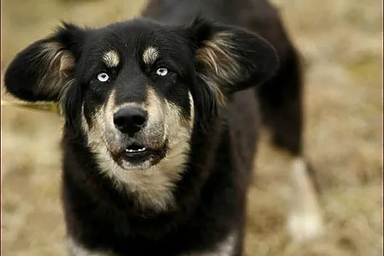 Madra - po gaelicku: pies :)
