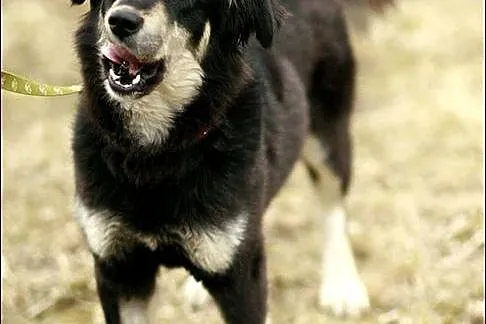 Madra - po gaelicku: pies :)