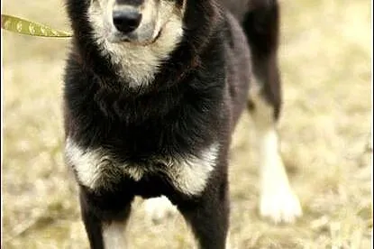 Madra - po gaelicku: pies :)