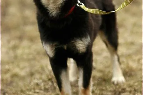 Madra - po gaelicku: pies :)