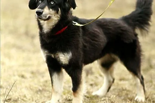 Madra - po gaelicku: pies :)