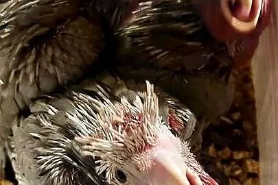 Kakadu różowe ręcznie karmione, Śląskie, Wodzisław Śląski