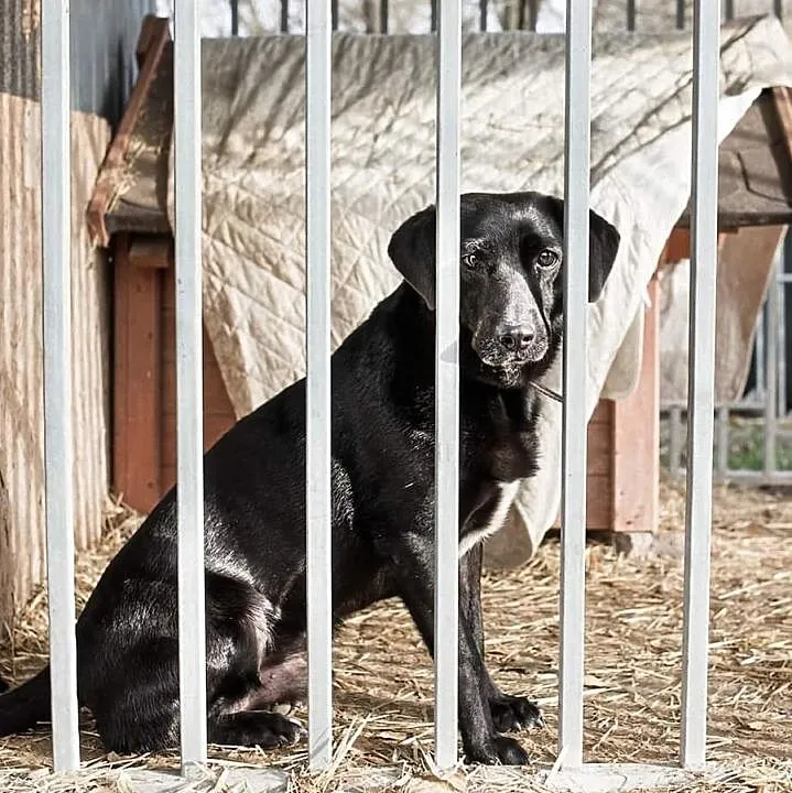 Groszek do adopcji!, Łódzkie, Tomaszów Mazowiecki