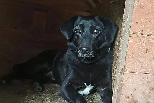 Groszek do adopcji!, Łódzkie, Tomaszów Mazowiecki