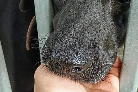 Groszek do adopcji!, Łódzkie, Tomaszów Mazowiecki