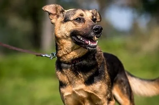 FILIP- cudny pies, do adopcji!,  mazowieckie Warsz