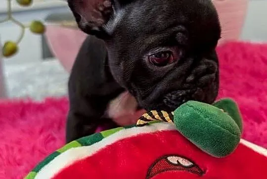 Buldog francuski suczka