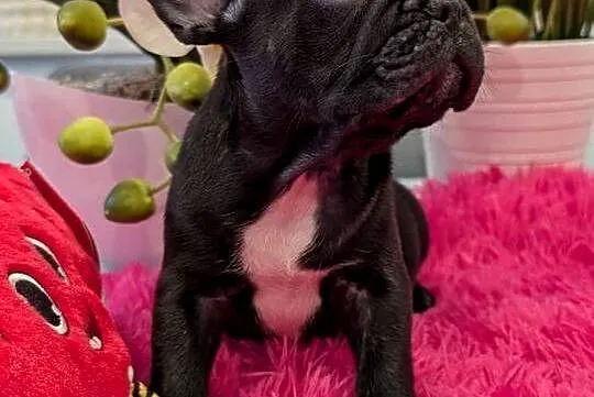 Buldog francuski suczka, Warmińsko-mazurskie, Olsztyn