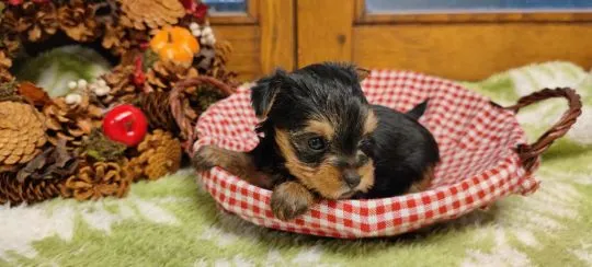 Szczenięta York Terriera do adopcji E-mail: {{amandinelisa01@gmail.com}}