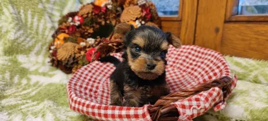 Szczenięta York Terriera do adopcji E-mail: {{amandinelisa01@gmail.com}}, , Lody