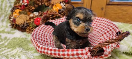 Szczenięta York Terriera do adopcji E-mail: {{amandinelisa01@gmail.com}}, , Lody