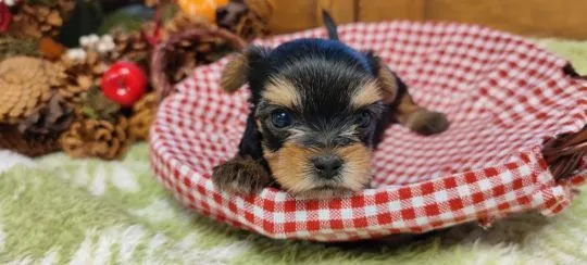 Szczenięta York Terriera do adopcji E-mail: {{amandinelisa01@gmail.com}}, , Lody