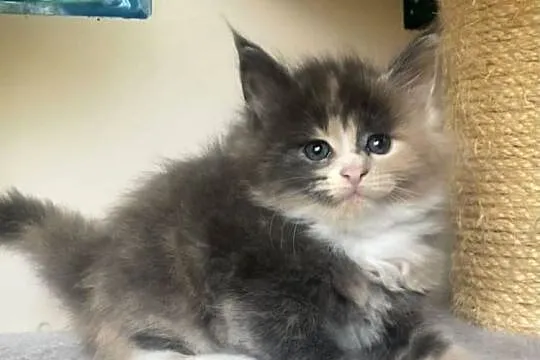 Maine Coon - Piękne kocięta po dużych rodzicach !