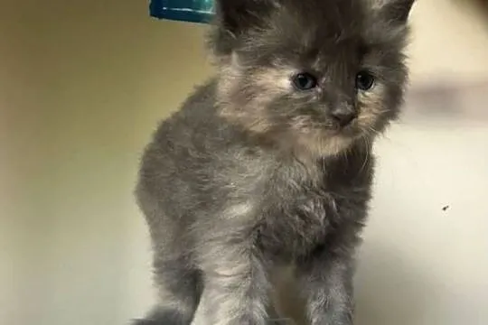 Maine Coon - Piękne kocięta po dużych rodzicach !, Dolnośląskie, Wińsko