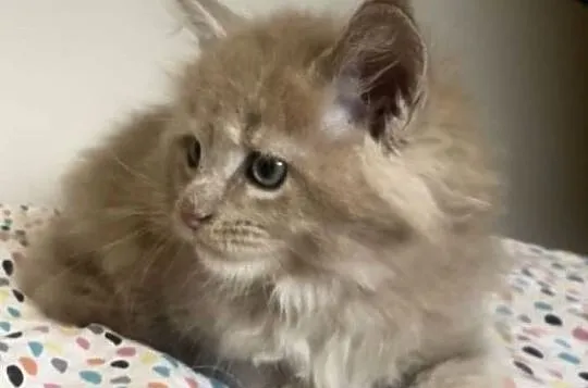Maine Coon - Piękne kocięta po dużych rodzicach !, Dolnośląskie, Wińsko