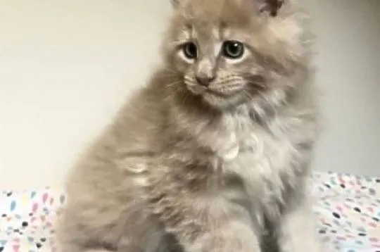 Maine Coon - Piękne kocięta po dużych rodzicach !, Dolnośląskie, Wińsko