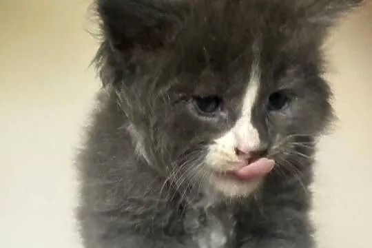 Maine Coon - Piękne kocięta po dużych rodzicach !, Dolnośląskie, Wińsko