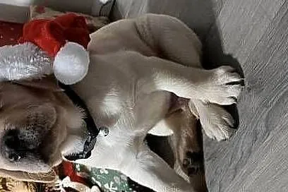 Labrador retriever szczeniaki, Śląskie, Siewierz