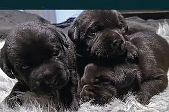 Labrador retriever szczeniaki, Śląskie, Siewierz