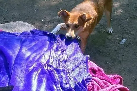 Lissy - 1.5 roczna suczka do adopcji,  mazowieckie