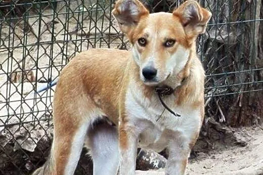 Lissy - 1.5 roczna suczka do adopcji,  mazowieckie