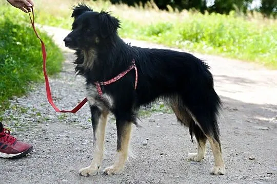 Zygi, uległy, opanowany i grzeczny psiak szuka dom, Gdańsk