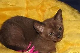 Koteczka burmska sobolowa, Świebodzin