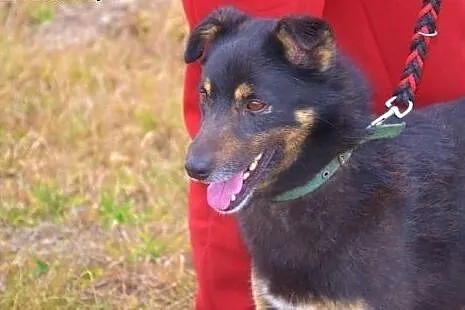 Irysek spędza w schronisku zimę - marznie, moknie,