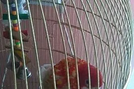Papuga Rozela Białolica rubino,  warmińsko-mazursk, Kętrzyn