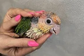 Barwinka bialobrzucha