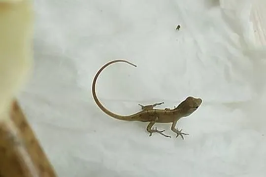Młody Anolis sagrei