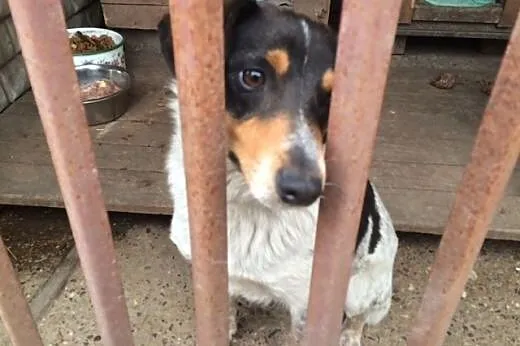 Tosia - cudna, łaciata, młoda sunia do adopcji,  w