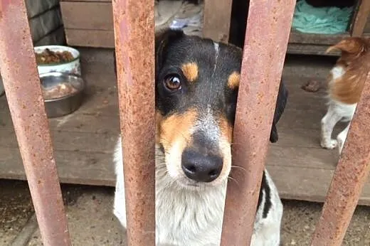 Tosia - cudna, łaciata, młoda sunia do adopcji,  w
