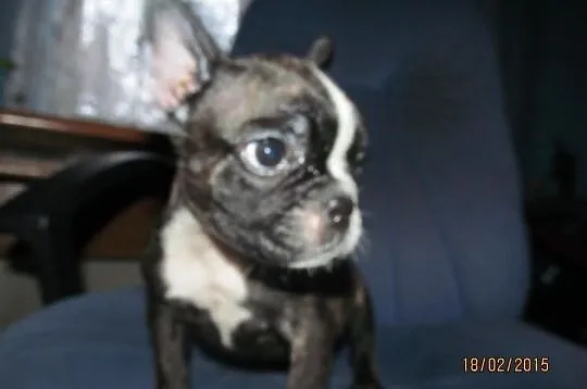 Buldog Francuski Suczka