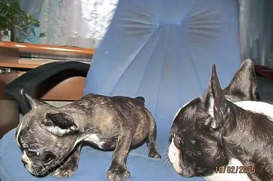 Buldog Francuski Suczka