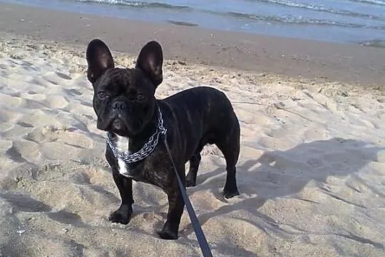 Buldog Francuski Suczka