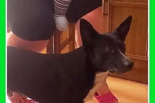 REKSIO--psi anioł,dzieciolubny,kotolubny,idealny m