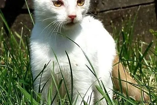 Coco czeka na domek i swojego człowieka,  mazowiec