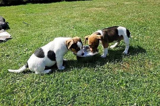 Jack russell terrier