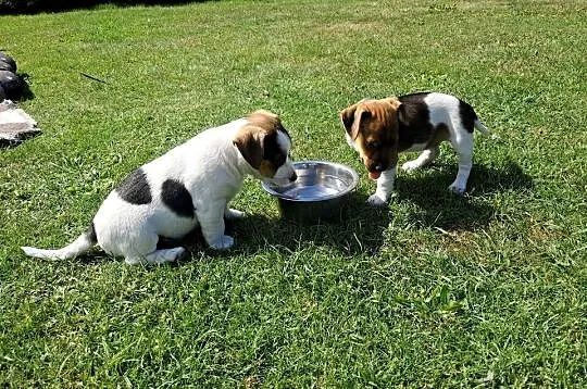 Jack russell terrier, Świętokrzyskie, Bieliny
