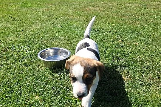 Jack russell terrier, Świętokrzyskie, Bieliny
